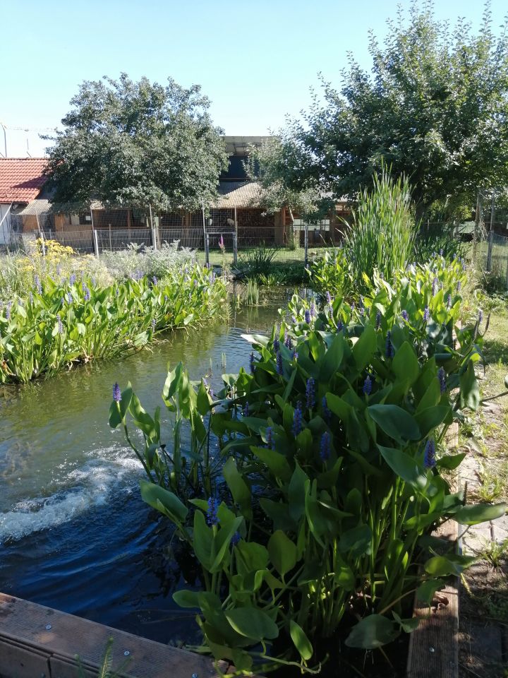 Teichpflanzen, Wasserpflanzen, Seerose, Schwertlilie, Krebsschere in Wald