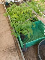 Tomatenpflanzen verschiedene Sorten Rheinland-Pfalz - Wallmerod Vorschau
