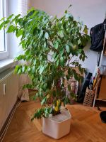 Pflanze Ficus Benjamini Baden-Württemberg - Mannheim Vorschau