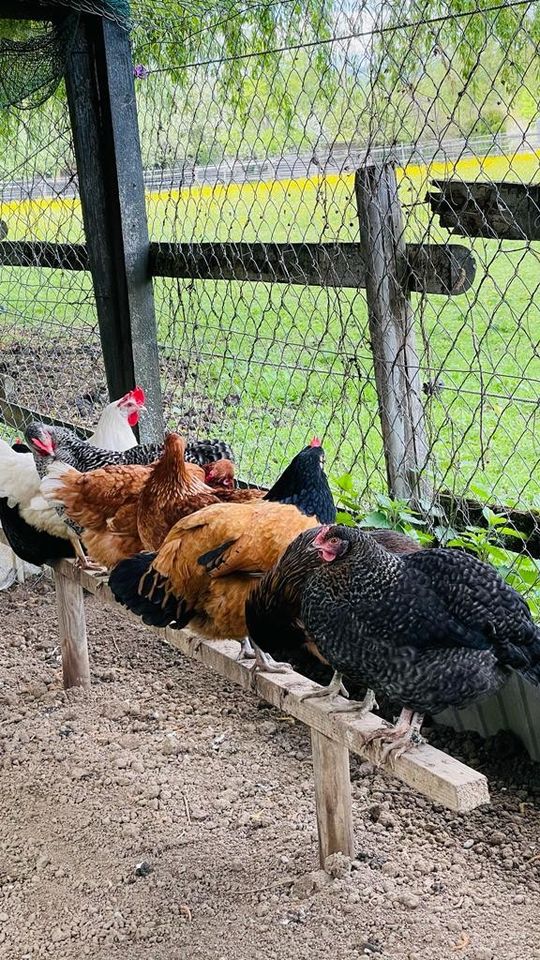 Küken Araucana, Sundheimer, Blauleger, Marans in Ettenheim