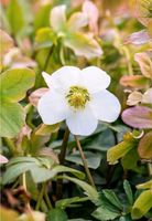 Christrose, Schneerose, Helleborus Niger Ableger Bayern - Schwanstetten Vorschau