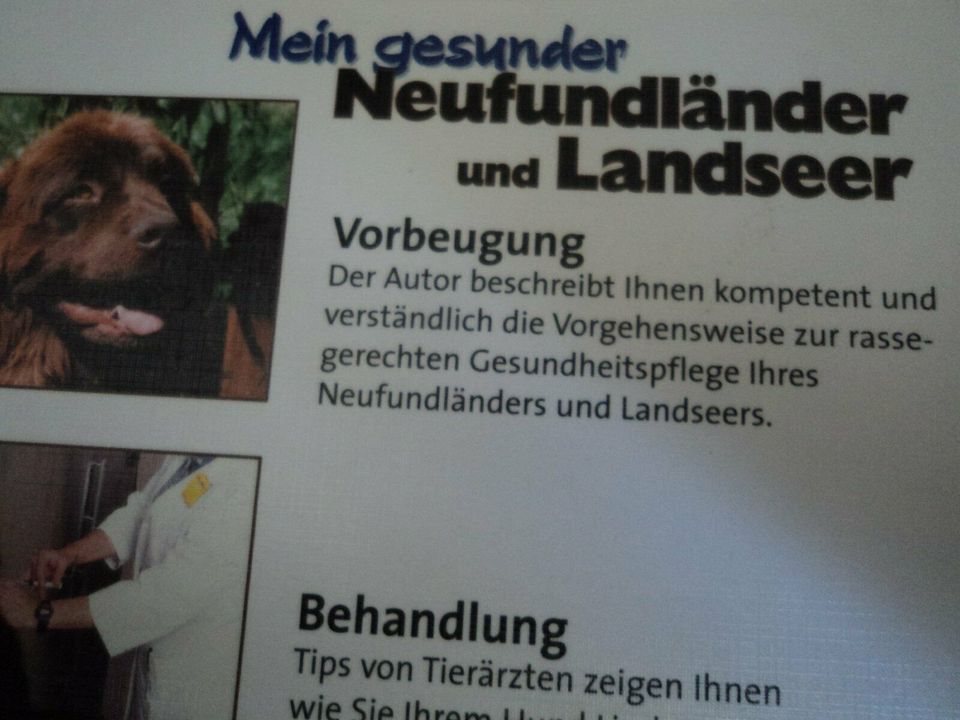 Mein gesunder Neufundländer und Landseer in Am Mellensee