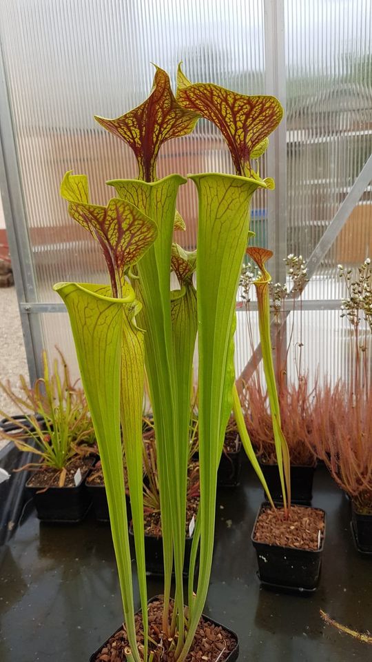 SALE! Sarracenia flava rubricorpora Kleins Best 2, Karnivore in Sulzbach (Saar)