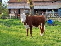 HERFORDER WEIBLICH Niedersachsen - Amt Neuhaus Vorschau