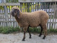 Junge weibliche Bergschafe ( Schaf / Schafe ) zu verkaufen Rheinland-Pfalz - Worms Vorschau