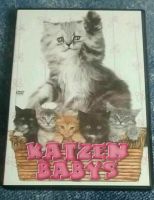 Katzen-Babys DVD Niedersachsen - Langelsheim Vorschau