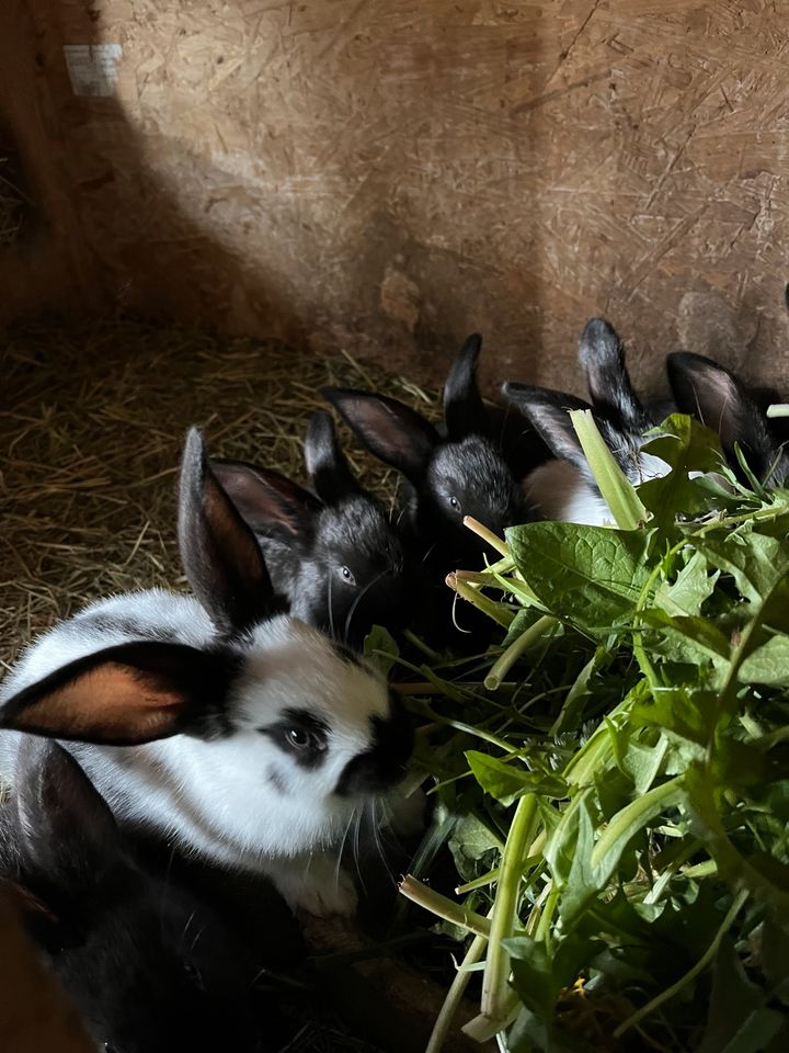 Junge Kaninchen Großschecken in Buch