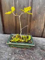 Bonsai Eiche mit Topf Bayern - Lonnerstadt Vorschau