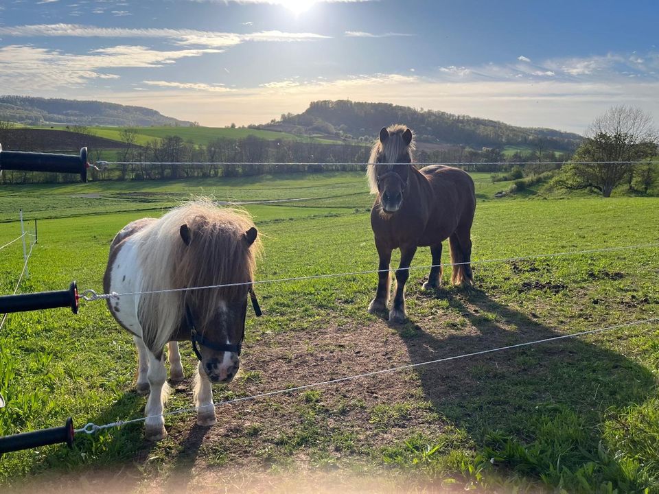 Biete Reitbeteiligung oder Pflegebeteiligung auf Pony in Vaihingen an der Enz