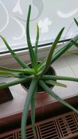 Aloe Vera Pflanzen Mecklenburg-Vorpommern - Warnitz Vorschau