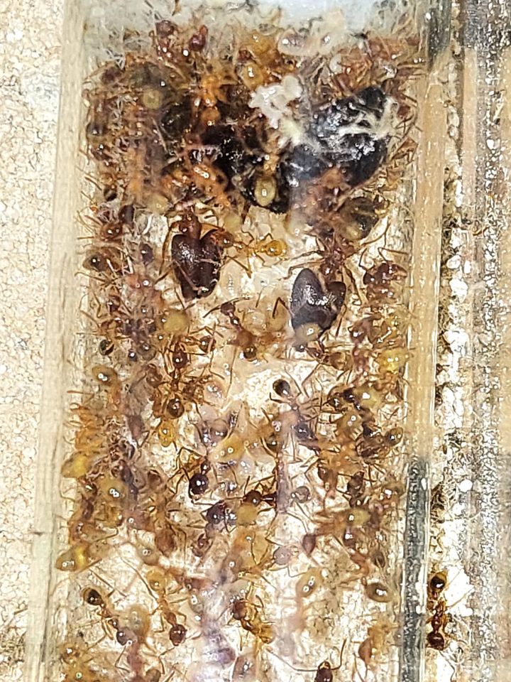 Pheidole sinica Ameisenkolonien in Freiberg am Neckar