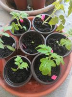 Balkonstar Tomatenpflanzen Hellfrucht Pflanzen Gemüse Tomate Bad Doberan - Landkreis - Mönchhagen Vorschau