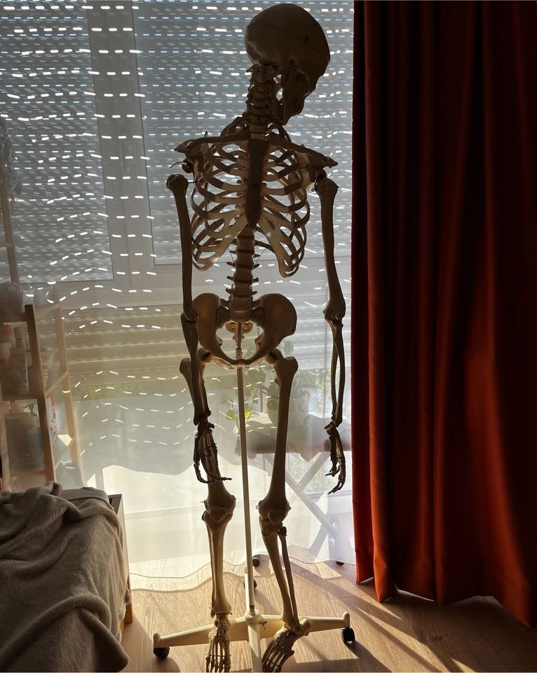 Skelett lebensgroß in Deggendorf