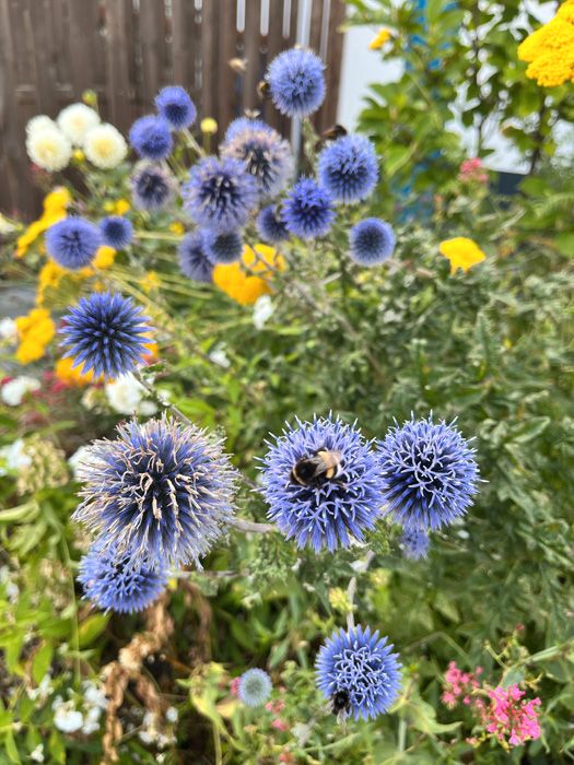 blaue KUGELDISTEL, winterharte Staude, Blumensamen in Eschweiler