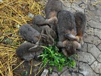 Kaninchen mit Schlappohren Düsseldorf - Hamm Vorschau