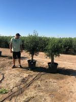 Olea Europaea Picual (Olivenbaum) ab  30/35cm Stammumfang Nordrhein-Westfalen - Recklinghausen Vorschau