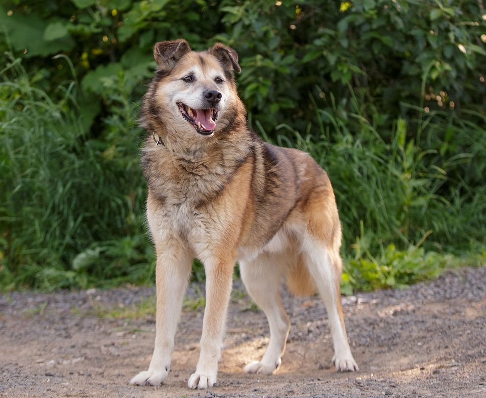 Baikal, ein kluger, gutmütig und ruhiger erwachsener Hundesenior in Burrweiler