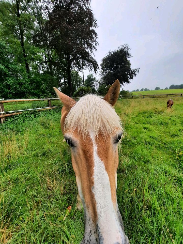 Reitbeteiligung für lieben Wallach in Alveslohe