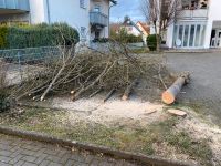 Baumfällungen Pflegeschnitt Hessen - Linden Vorschau