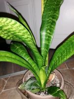 Sansevieria Trifasciatra Sachsen - Ehrenfriedersdorf Vorschau