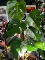 Gesunde Mutterpflanze mit 7 Blättern Monstera Deliciosa Variegata Hamburg - Wandsbek Vorschau