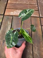 Alocasia Frydek variegata Dresden - Pieschen Vorschau