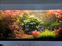 Aquarium Pflanzen  Triebe abzugeben Nordrhein-Westfalen - Gladbeck Vorschau