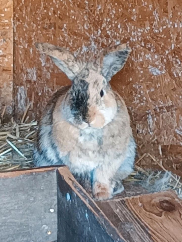 2 Kaninchenmädchen in Bodenfelde