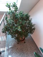 Zimmerpflanzen  Geldbaum/Glüchbaum Bayern - Hausen Vorschau