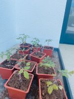 Tomatenpflanzen Bayern - Lauingen a.d. Donau Vorschau