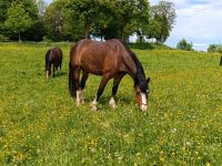 Reitponywallach Endmaß Bayern - Pfronten Vorschau