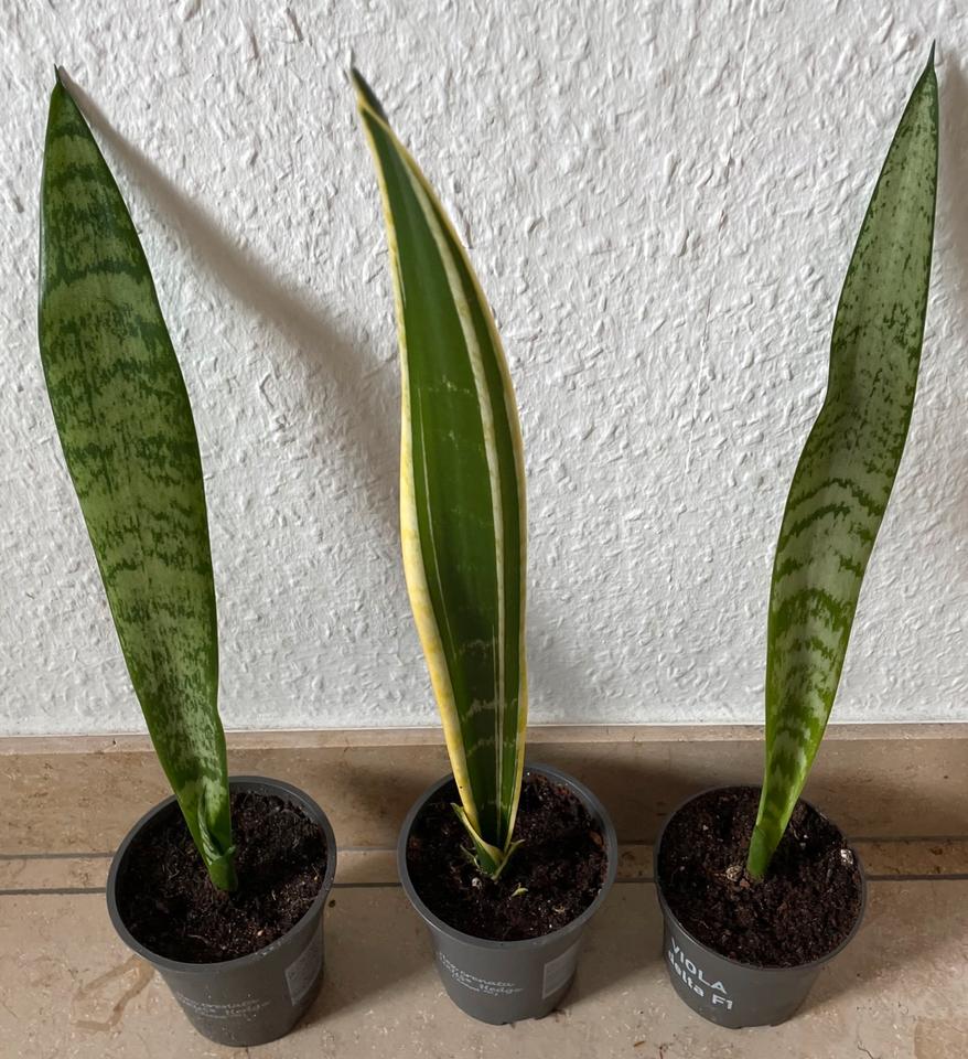Bogenhanf / Sanseviera Pflanzen H: ca. 34-38 cm groß. (2EUR/Stk.) in Viersen