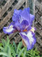 Bartiris, Iris in lila, weiß Parchim - Landkreis - Lübz Vorschau
