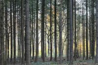 Wald / Waldgrundstück zu verkaufen Nürnberg (Mittelfr) - Mitte Vorschau
