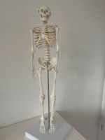 Skelett Anatomie Düsseldorf - Oberbilk Vorschau