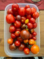 Tomatenpflanzen Black Cherry *Honigtomate* Yellow pear… Nordrhein-Westfalen - Nordwalde Vorschau