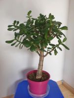 Geldbaum Stämmchen Bäumchen Crassula ovata Hessen - Bad Homburg Vorschau