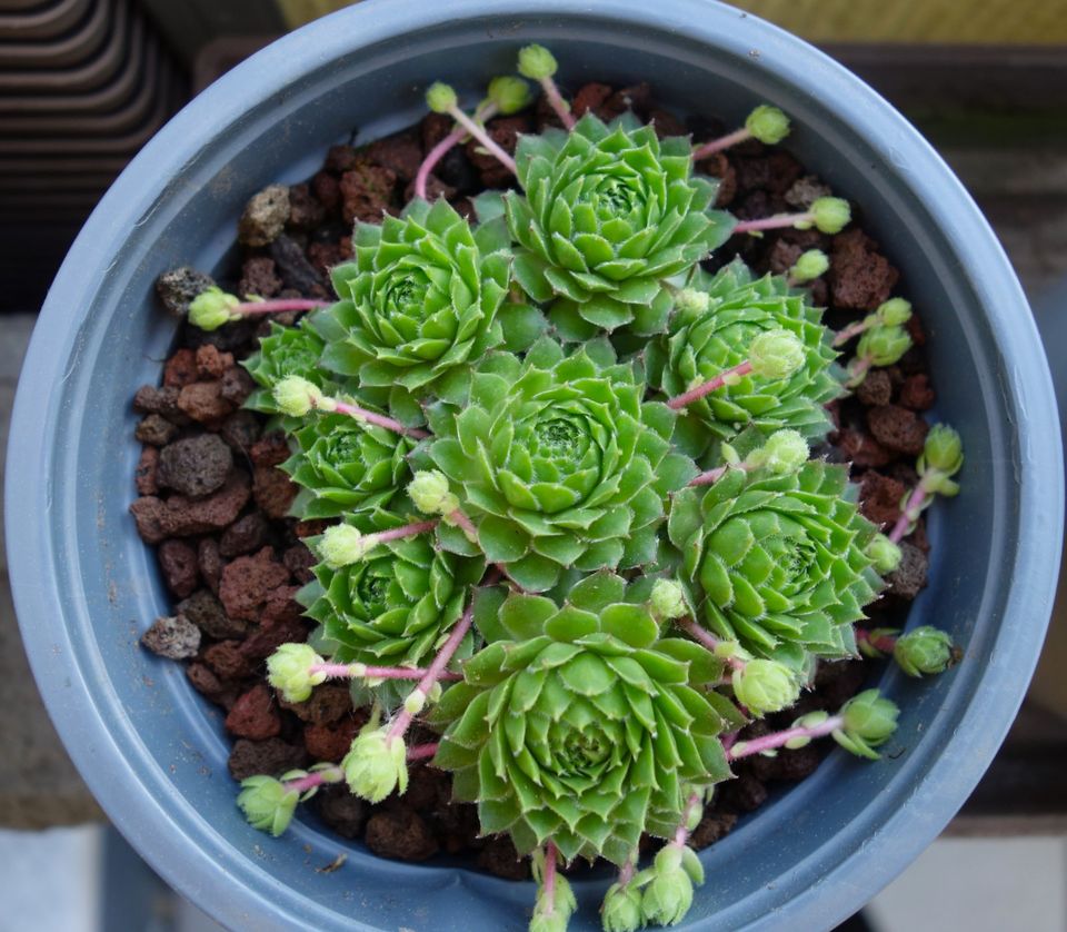 Sukkulente: Sempervivum-Arrangement, mehrere Exemplare pro Topf in Koblenz