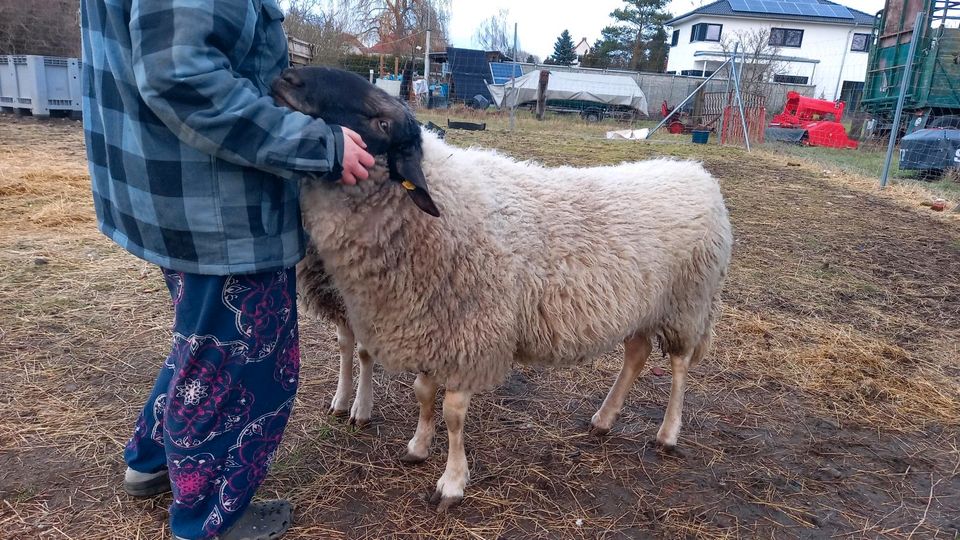 Schafbock -reinrassiges Rhönschaf- abzugeben in Gerwisch