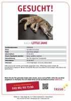 Katze Little Jane vermisst Baden-Württemberg - Alpirsbach Vorschau