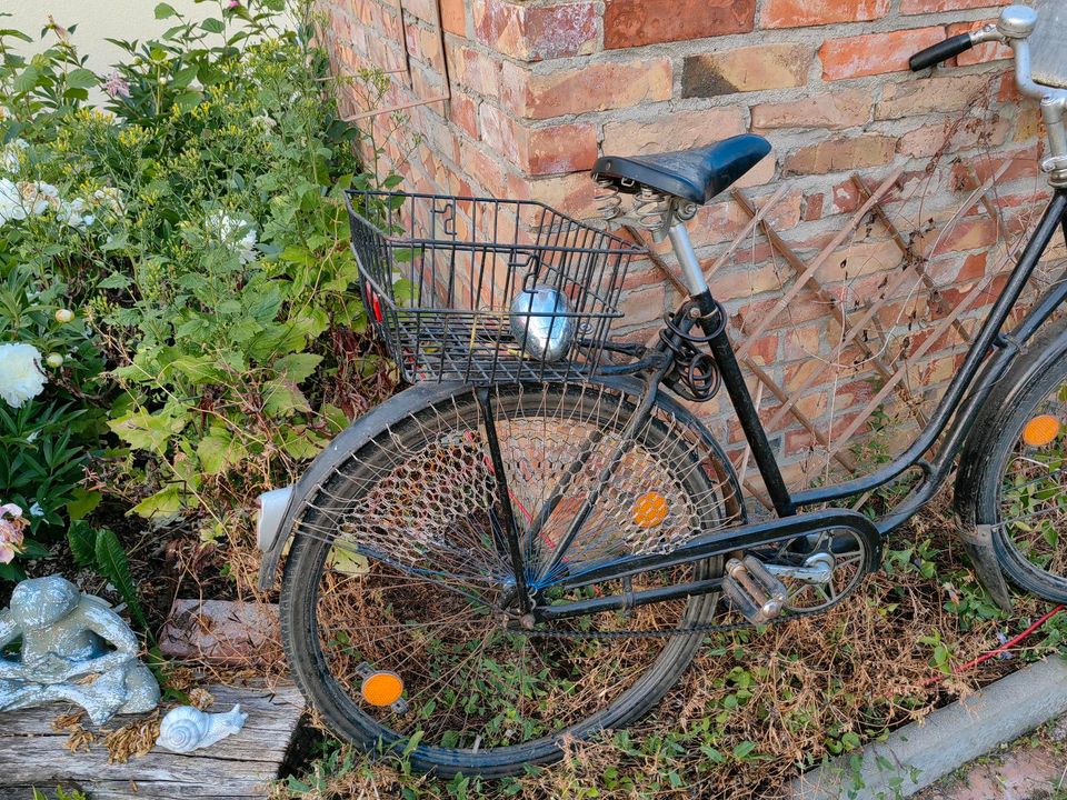 Altes Damen Rad zum fahren oder dekorieren in Neubrandenburg