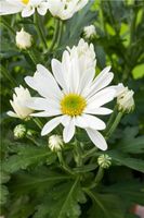 Garten Staude Herbst Chrysantheme weiß Niedersachsen - Ahlerstedt Vorschau