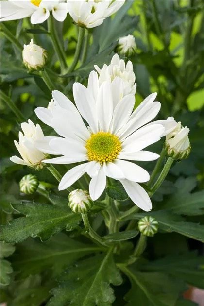 Garten Staude Herbst Chrysantheme weiß in Ahlerstedt