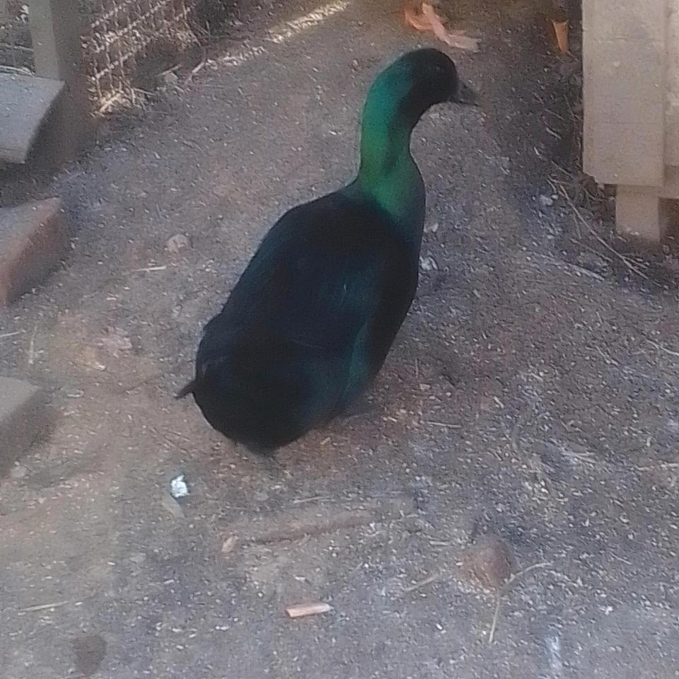 kalkmurmeln Enten Cayuga Pommernenten Schopfenten Laufenten in Mühldorf a.Inn
