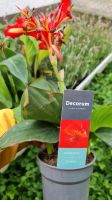 Canna mit roter Blüte Baden-Württemberg - Bischweier Vorschau