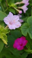 Wunderblume Samen Saatgut rosa, gelb, violett mix Thüringen - Bad Blankenburg Vorschau