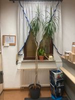 Palme mit Topf Thüringen - Drei Gleichen Vorschau