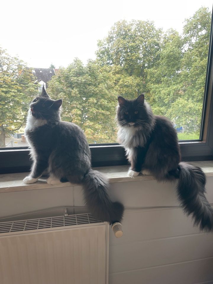 Zwei Maine Coon Katzen in Oftersheim