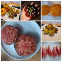 Banana orange Tomate Gemüse garten Saat Saatgut Samen Stade - Bützfleth Vorschau