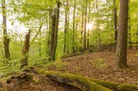 Ganze Bäume Eiche Buche Esche Feuerholz Kreis Ostholstein - Bad Schwartau Vorschau